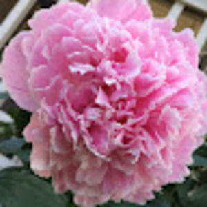 Meet your Posher, Caitlin